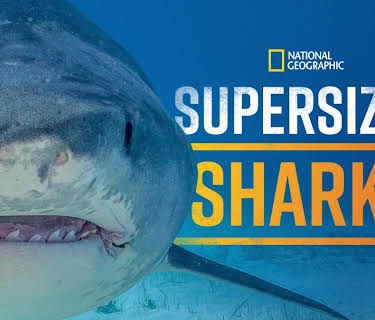 Supersized Sharks (2024)