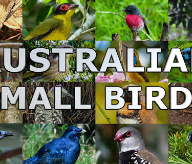 Australian Small Birds (2022)