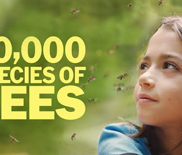 20,000 Species of Bees (2024)