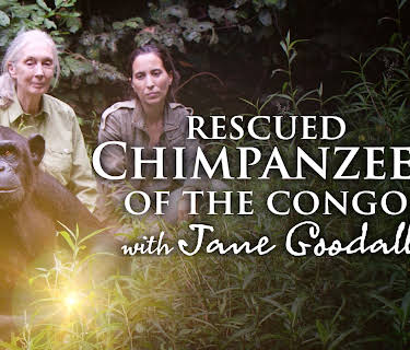 Rescued Chimpanzees of the Congo with Jane Goodall