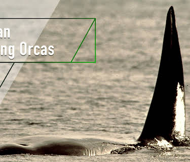 A Man Among Orcas (2002)