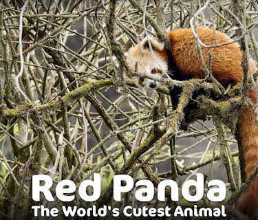 Red Panda (2017)