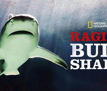 Raging Bullshark (2020)