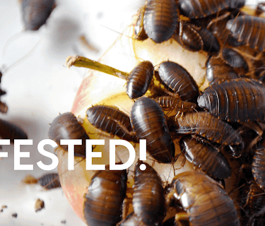 Infested: Season 1