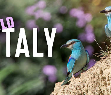 Wild Italy