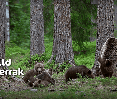 Wild  Skagerrak (2016)