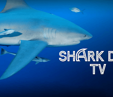 Shark Dive TV