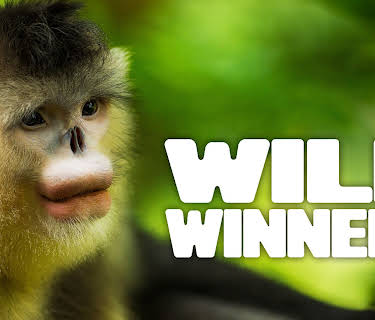 Wild Winners, Season 1
