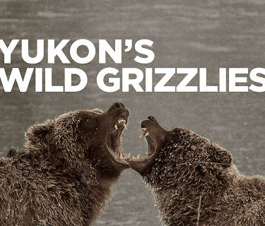 Yukon's Wild Grizzlies (2021)