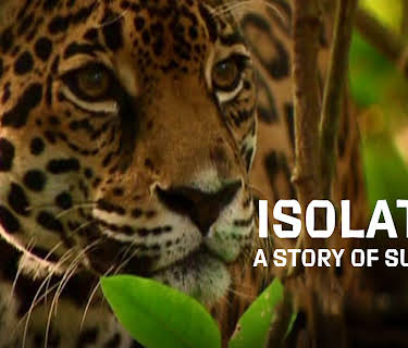 Isolated: A Story of Survival