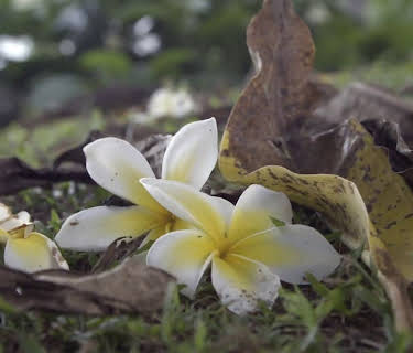 Ram Dass: Hjemreisen (2018)