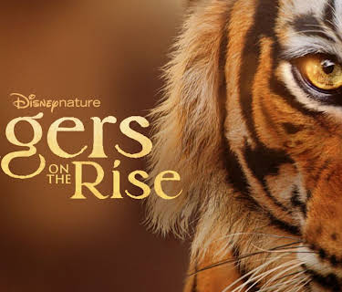 Tigers on the Rise (2024)