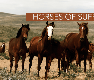 Horses of Suffield (1999)
