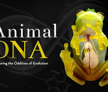 Animal DNA