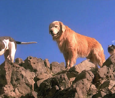 Den utrolige reisen (1993)