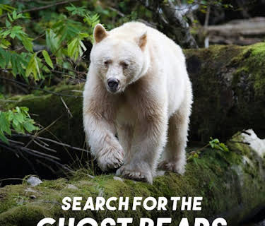 Search for the Ghost Bears