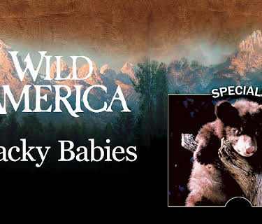 Wild America: Wacky Babies (1982)
