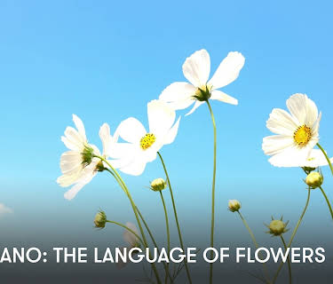 Zen Piano: The Language of Flowers (2023)