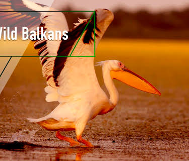 The Wild Balkans (2009)