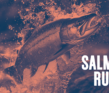 Salmon Run (2024)