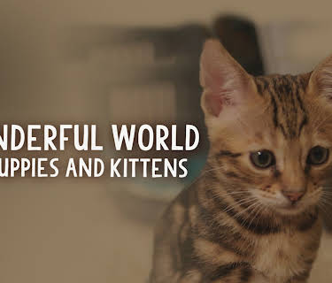Wonderful World of Puppies and Kittens
