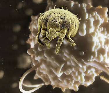 Life on Us: A Microscopic Safari (2022)