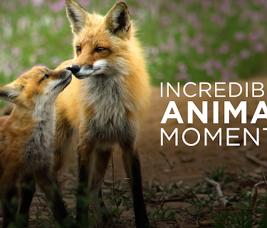 Incredible Animal Moments (2019)