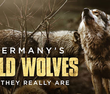 Germany's Wild Wolves - As They Really Are (2019)