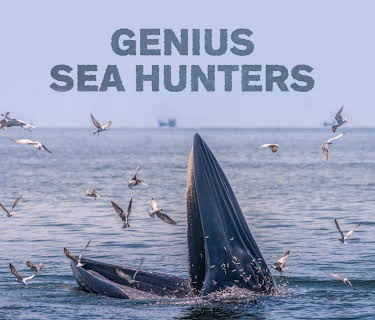 Genius Sea Hunters