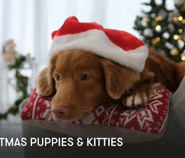 Christmas Puppies and Kitties (2024)