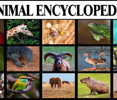 Animal Encyclopedia