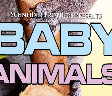 Baby Animals
