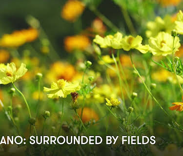 Zen Piano: Surrounded by Fields (2023)