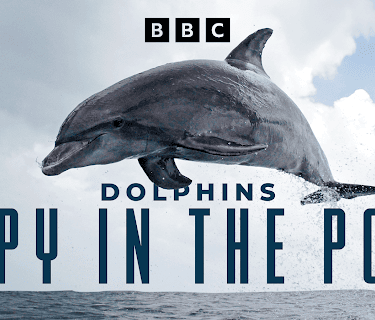 Dolphins: Spy in the Pod