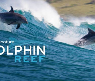 Dolphin Reef (2018)