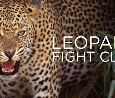 Leopard Fight Club (2013)