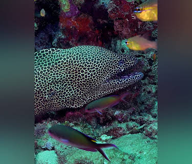 Coastal Africa: Sanctuary of the Indian Ocean (2016)
