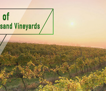 Land of a Thousand Vineyards (2000)
