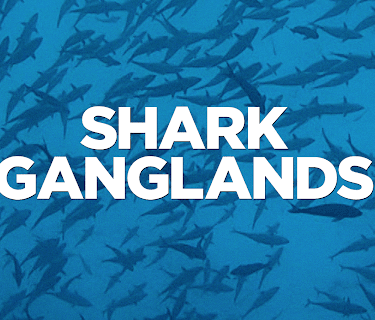 Shark Ganglands