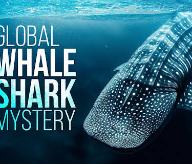 The Global Whale Shark Mystery (2026)