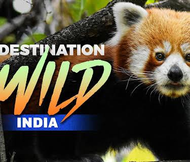 Destination Wild India