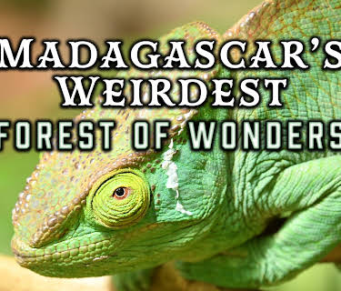 Madagascar's Weirdest: Forests of Wonders (2022)