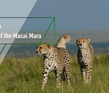 Hyaena: Queen Of The Masai Mara (2012)