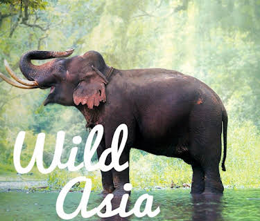 Wild Asia