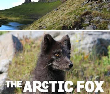 Arctic Fox (2015)