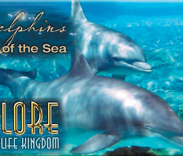 Explore The Wildlife Kingdom: Dolphins - Tribes of The Sea (2026)