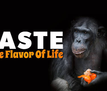 Taste: The Flavor of Life