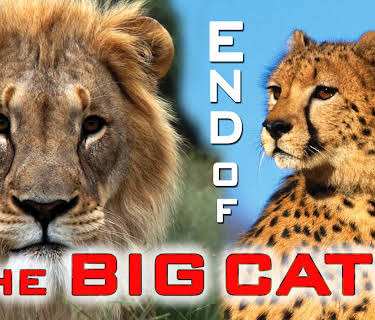 The End Of The Big Cats