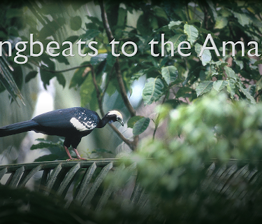 Wingbeats to the Amazon (1997)