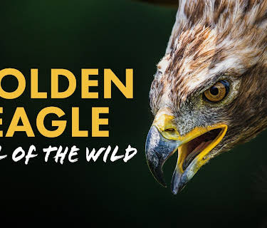 Golden Eagle: Call of the Wild
